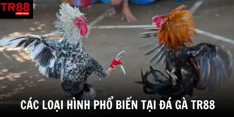 Đa dạng hình thức đá gà