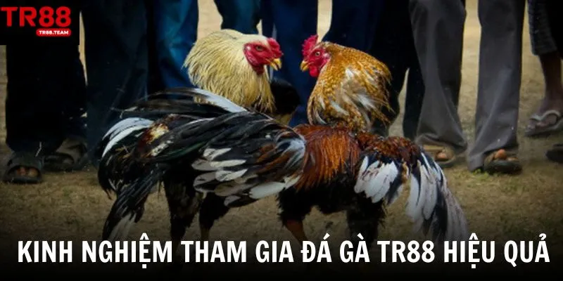 Kinh nghiệm cá cược đá gà