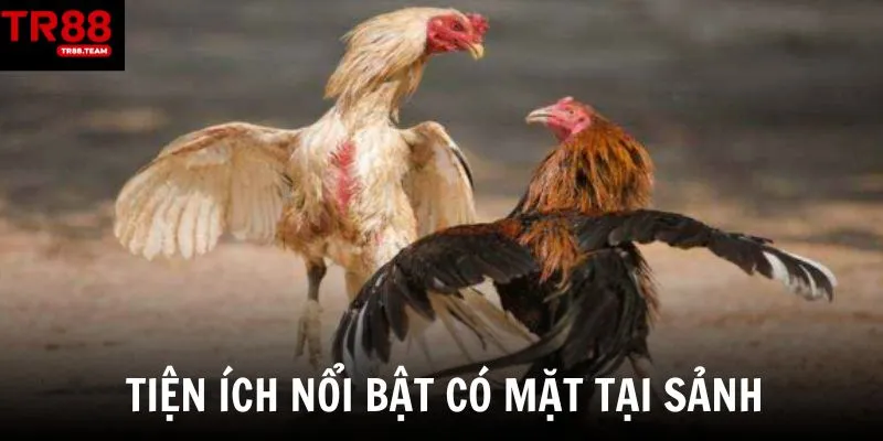 Tiện ích nổi bật có mặt tại sảnh đá gà TR88